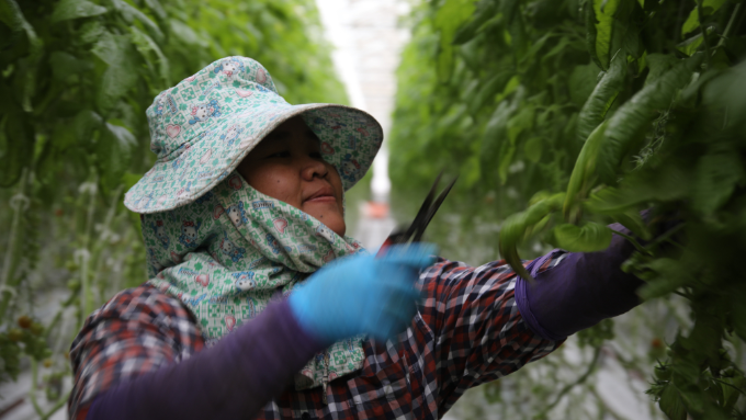 Woman in a large greenery house trimming leaves 