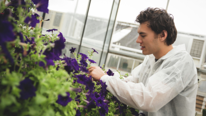 male worker maintaining purple flowers inside a green house